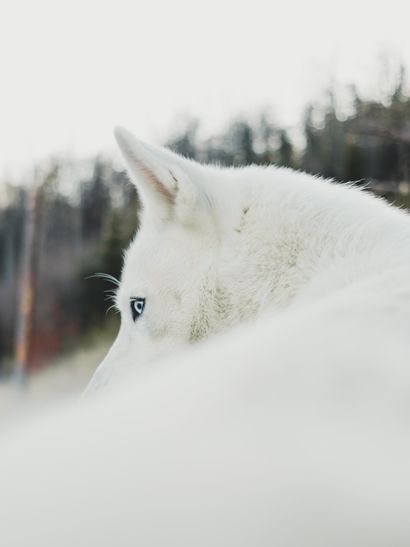 Un chien husky blanc comme neige